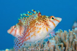 Dwarf Hawkfish Couple by Henley Spiers 